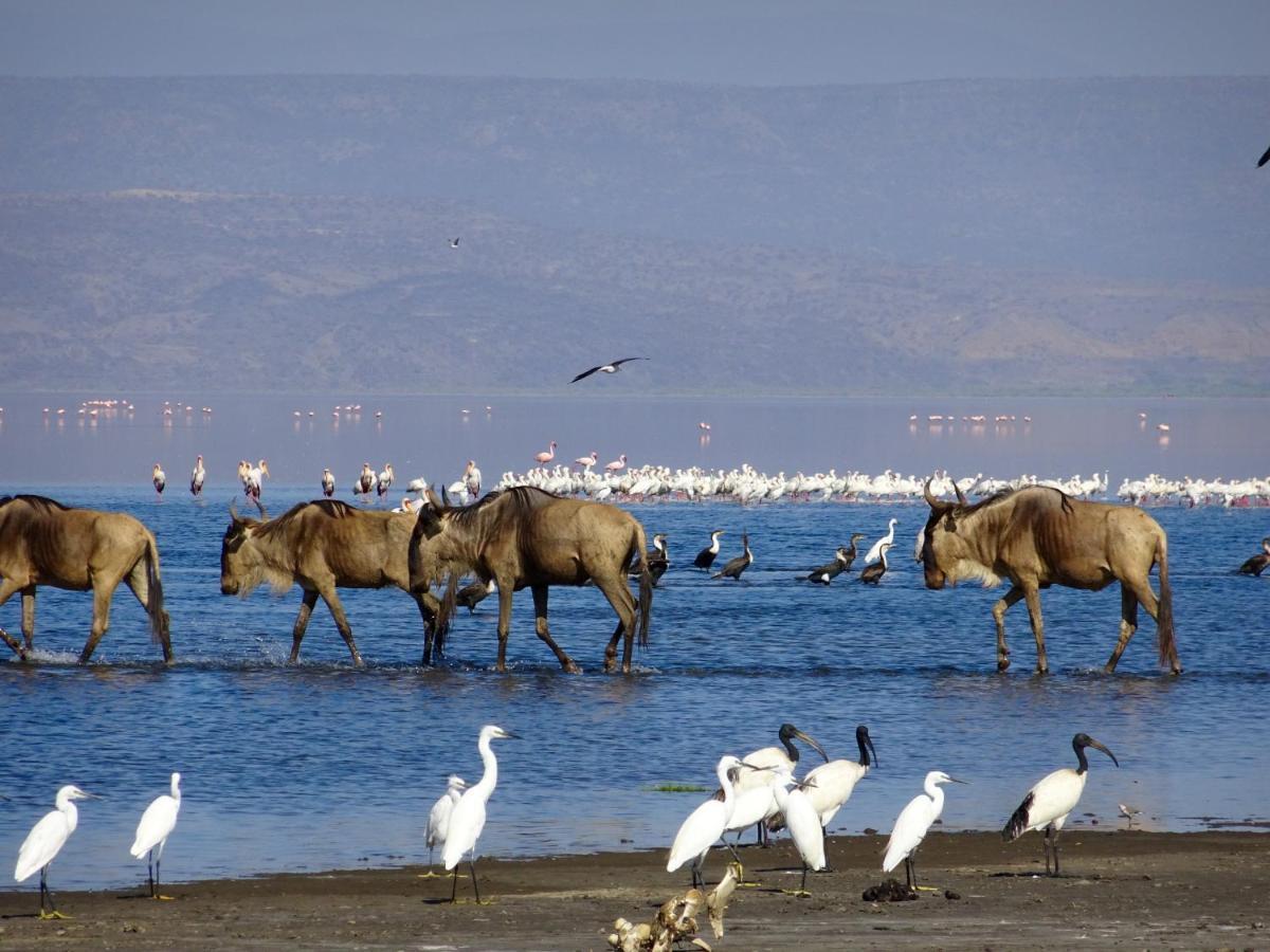 Africa Safari Lake Natron Mtowabaga Buitenkant foto