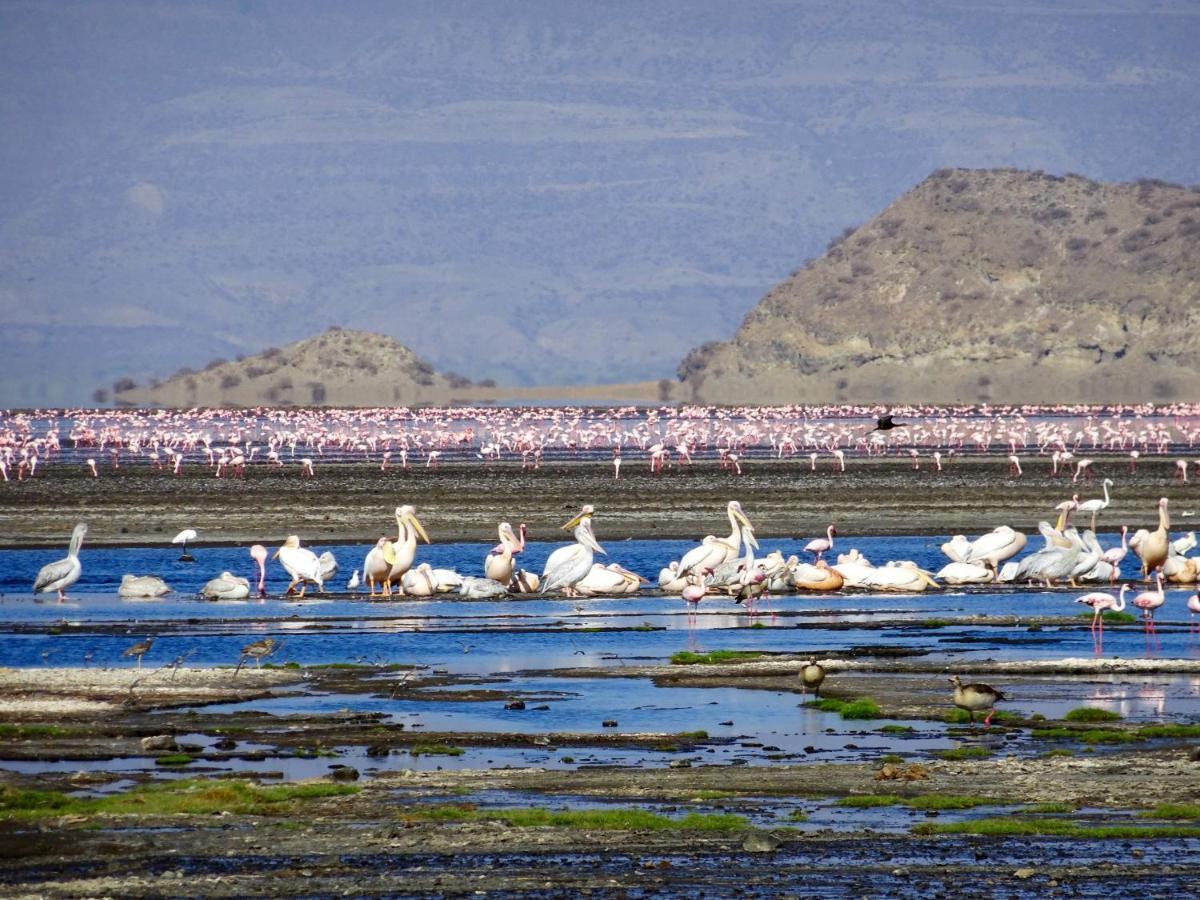 Africa Safari Lake Natron Mtowabaga Buitenkant foto